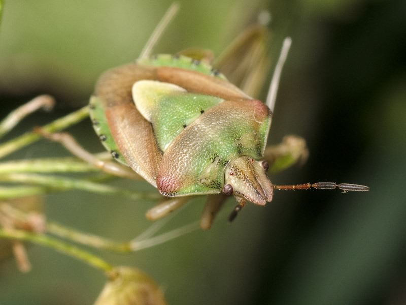 Antheminia lunulata (Goeze, 1778)